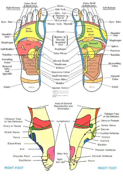 Printable Reflexology Foot Chart